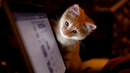 kitty_likes_computer